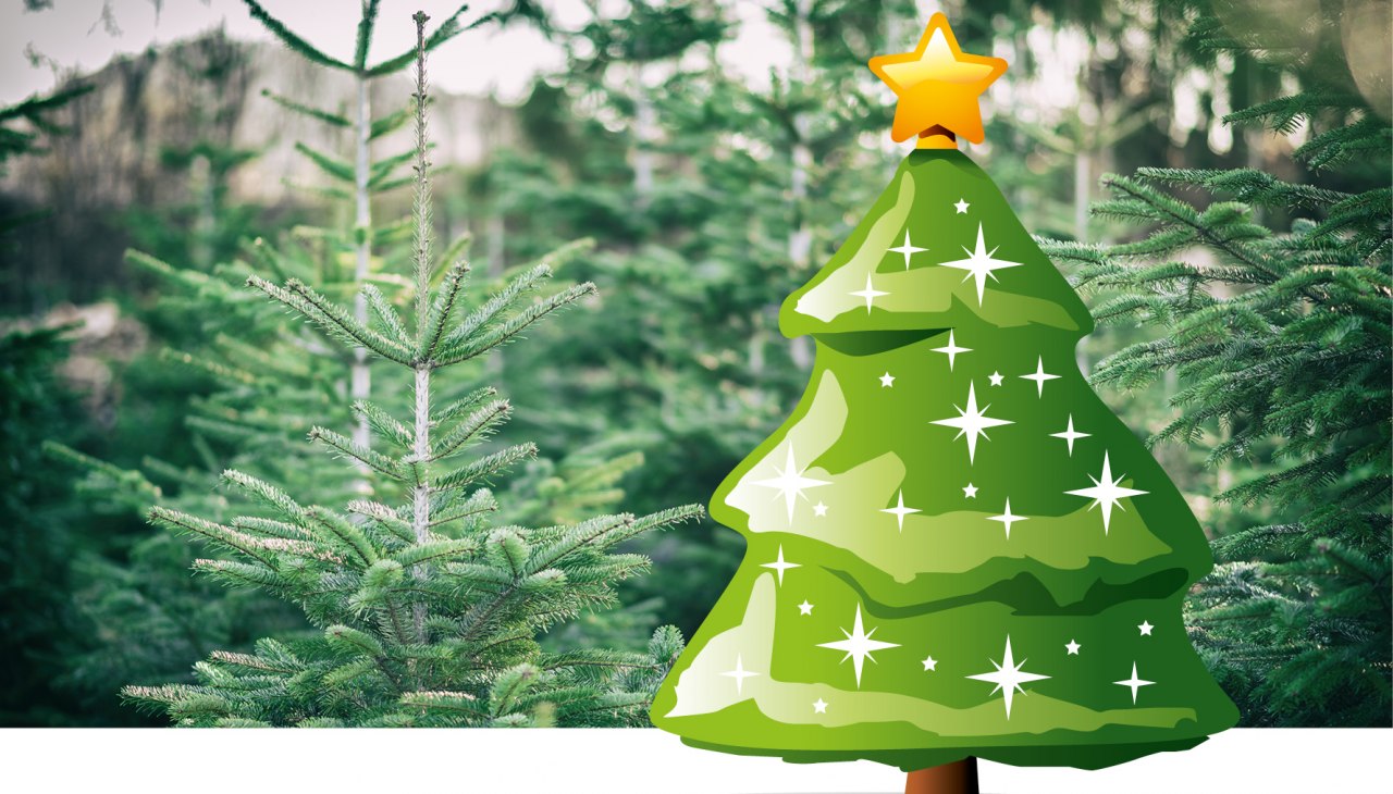 Kampania choinkowa, © Stadtmarketing Ribnitz-Damgarten Kampania choinkowa, © Stadtmarketing Ribnitz-Damgarten