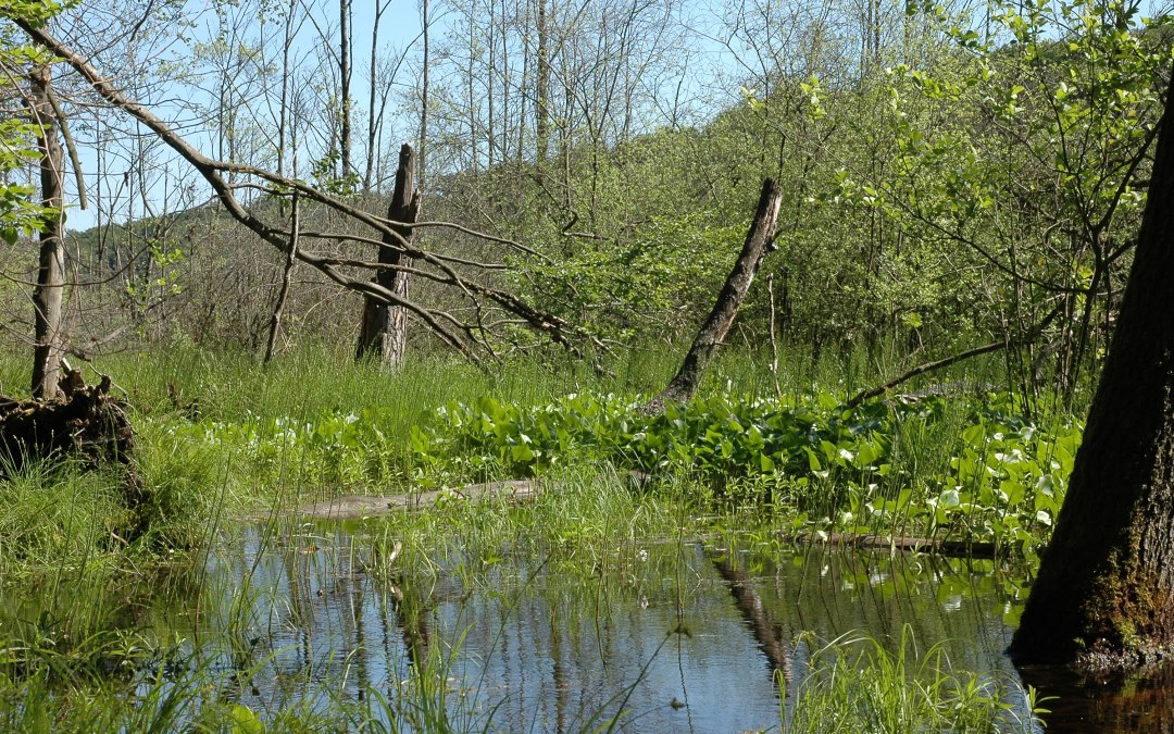 Uitzicht op de heide bij Serrahn vanaf de heidevoetgangersbrug, © NPA Müritz