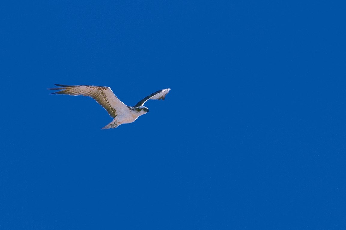 Osprey, &copy; Bruno Dittrich, EUROPARC Deutschland