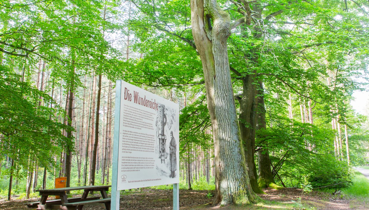 Cudowny dąb w lesie miejskim Barth, © Arndt Gläser