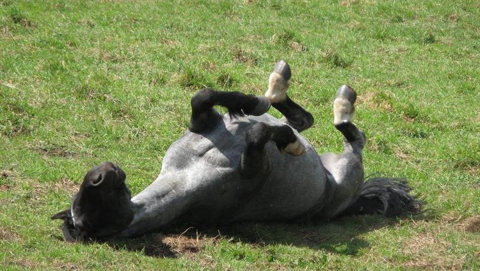 Każdy czuje się tu jak w domu // &copy; FerienGut Dalwitz
