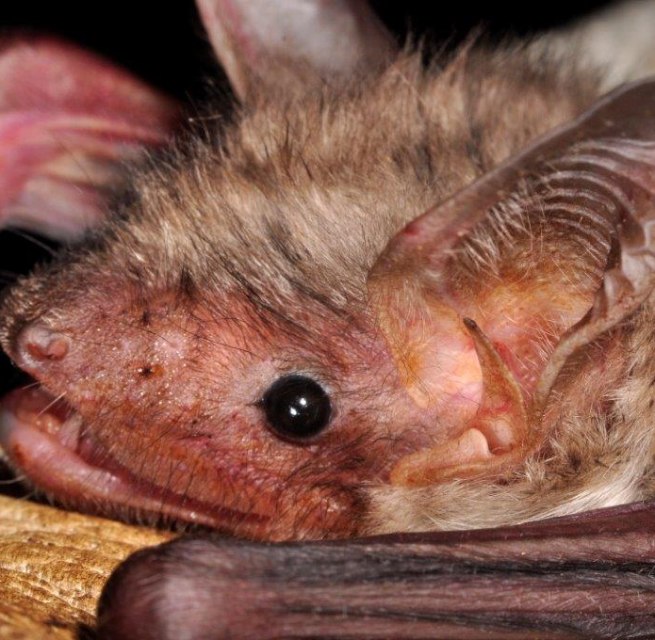 © Naturpark Feldberger Seenlandschaft A. Griesau © Naturpark Feldberger Seenlandschaft A. Griesau