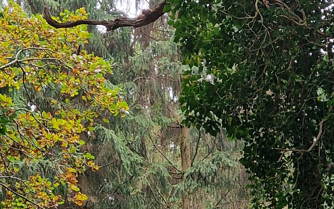 Wald mit Eichhörnchen Quadrat, © KV Mönchgut