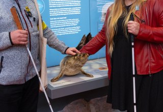 Ein Seehundpräparat zum Anfassen befindet sich im Chor des modernisierten MEERESMUSEUMs. // © Anke Neumeister/Deutsches Meeresmuseum Ein Seehundpräparat zum Anfassen befindet sich im Chor des modernisierten MEERESMUSEUMs. // © Anke Neumeister/Deutsches Meeresmuseum