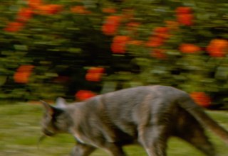 © Courtesy: Adriana Ramić. © Courtesy: Adriana Ramić.