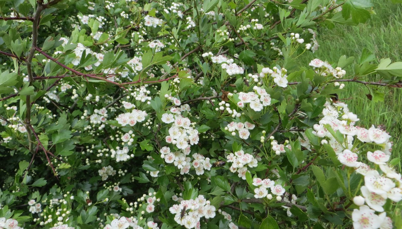 may_2014-3, &copy; Kurverwaltung M&ouml;nchgut