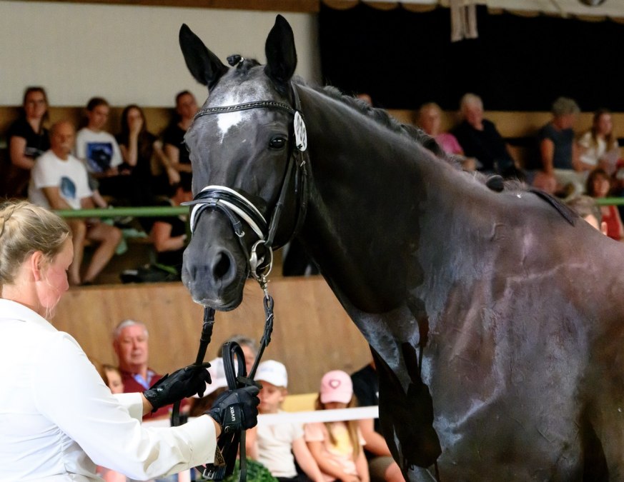 Stamboekvermelding in Hirschburg, &copy; de