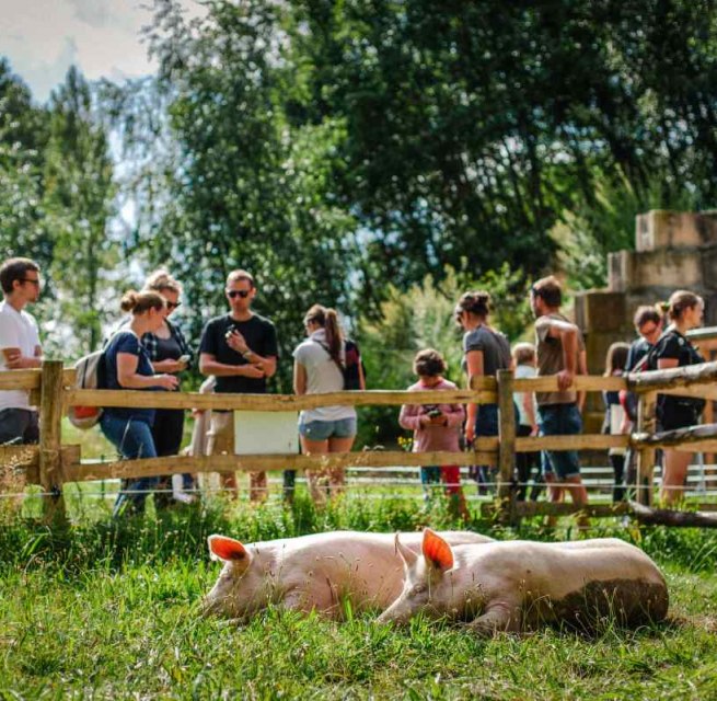 &copy; Land der Tiere