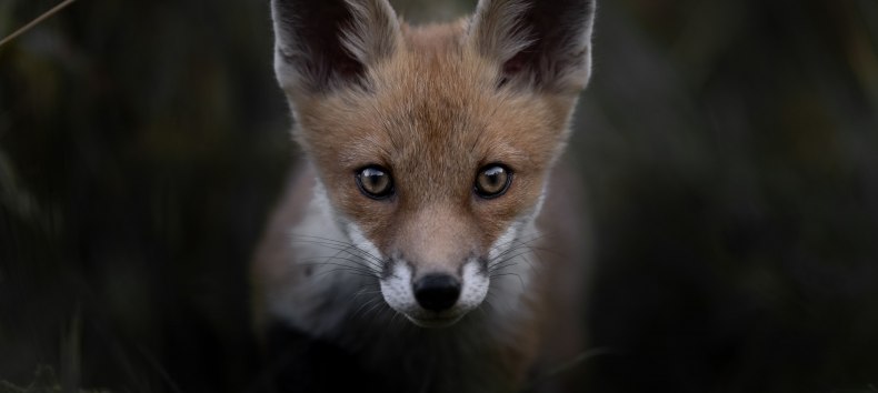 &copy; Vincent Munier