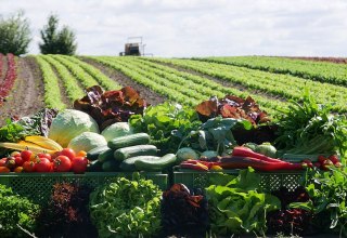 Von Bohnen &uuml;ber Kartoffeln bis Zwiebeln: die Bio-G&auml;rtnerei bietet immer frisches Gem&uuml;se der Saison // &copy; Bio-G&auml;rtnerei Watzkendorf