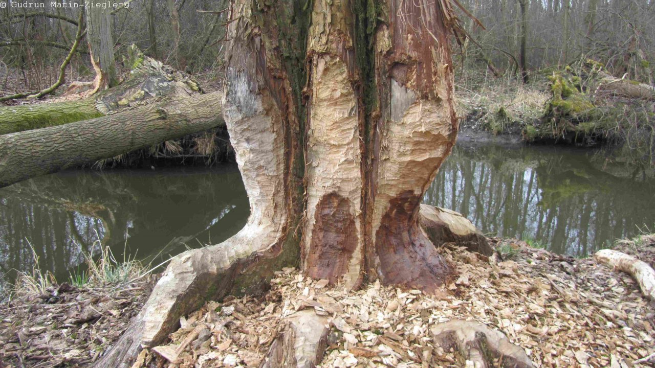 Tree gnawed by beavers, &copy; Gudrun Marin-Ziegler