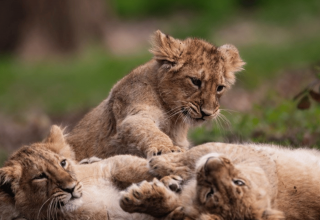 Landeszootag Zoo Schwerin // © Zoo Schwerin Landeszootag Zoo Schwerin // © Zoo Schwerin