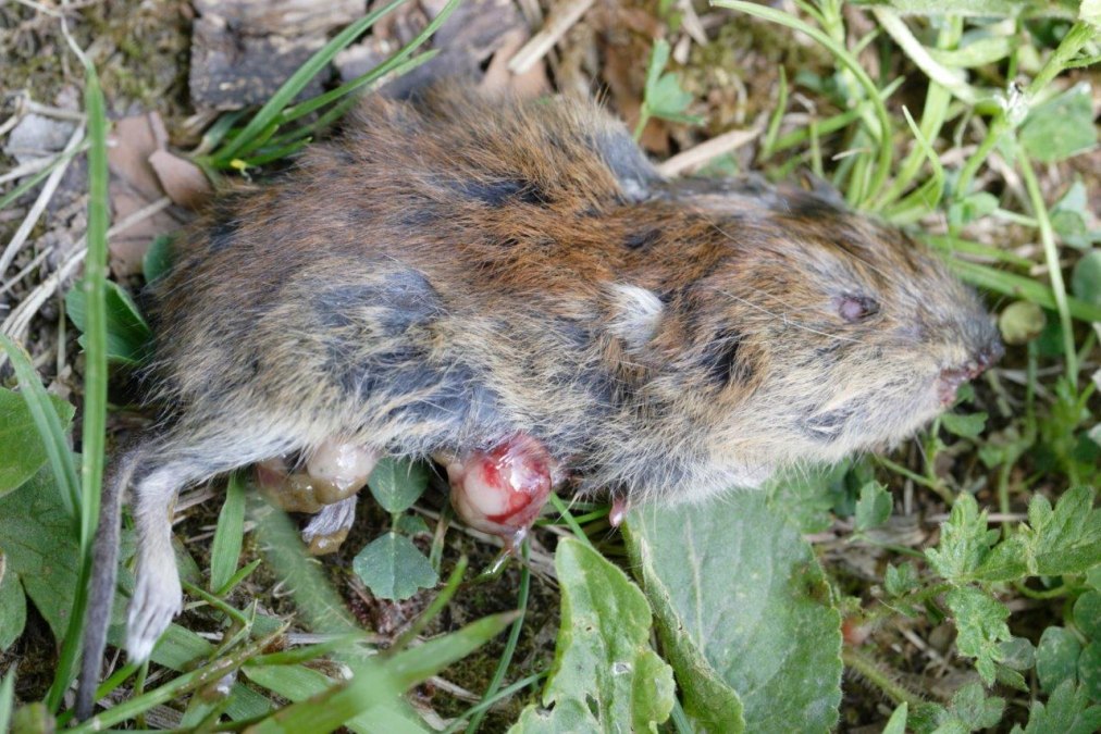 Tote_Maus_im_Leutratal_web, © Bild: Tote Rötelmaus im Leutratal. Foto: Factumquintus CC-by-sa 3.0/de Tote_Maus_im_Leutratal_web, © Bild: Tote Rötelmaus im Leutratal. Foto: Factumquintus CC-by-sa 3.0/de