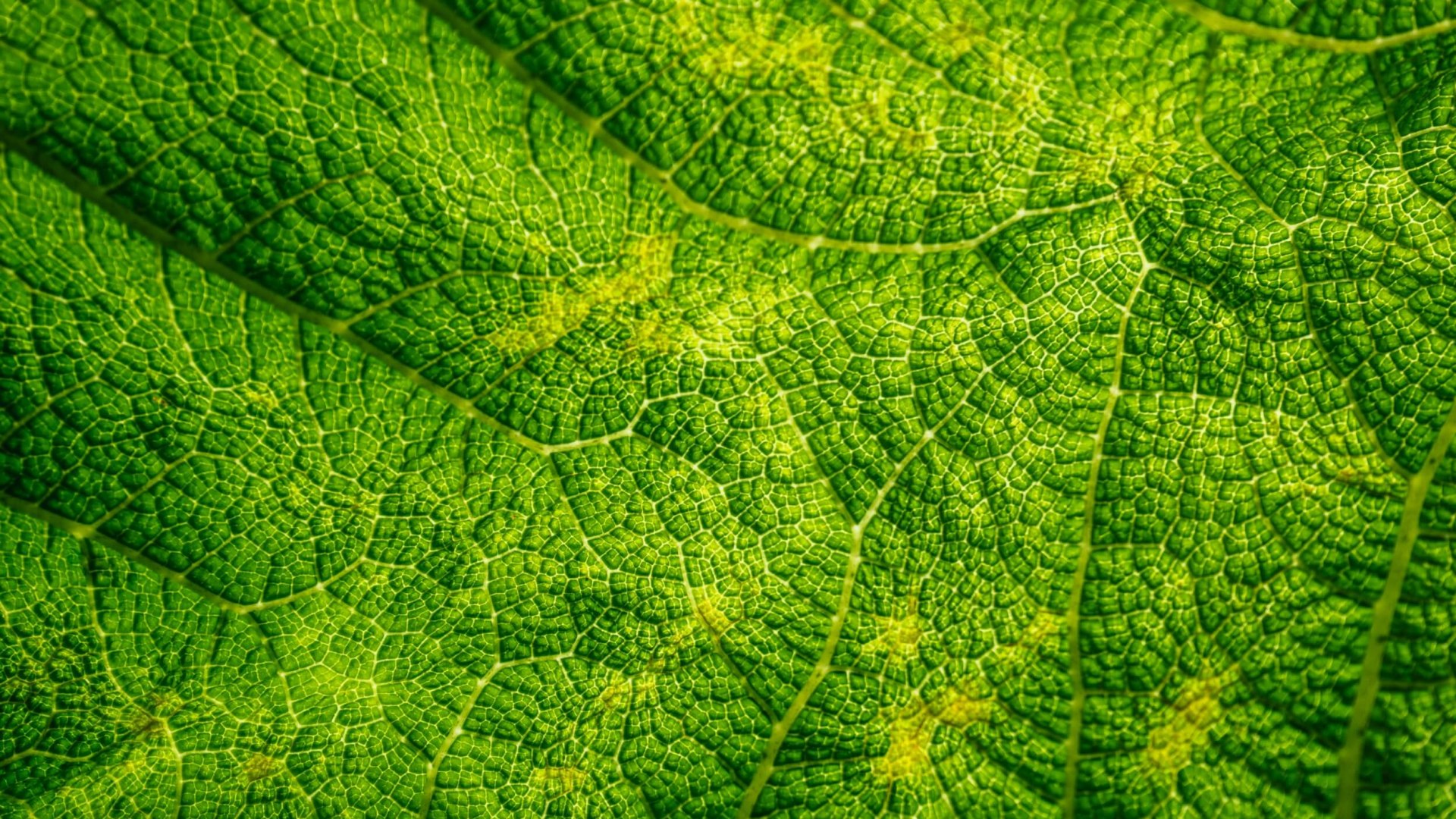 De fijne vertakkingen van een boomblad in detail