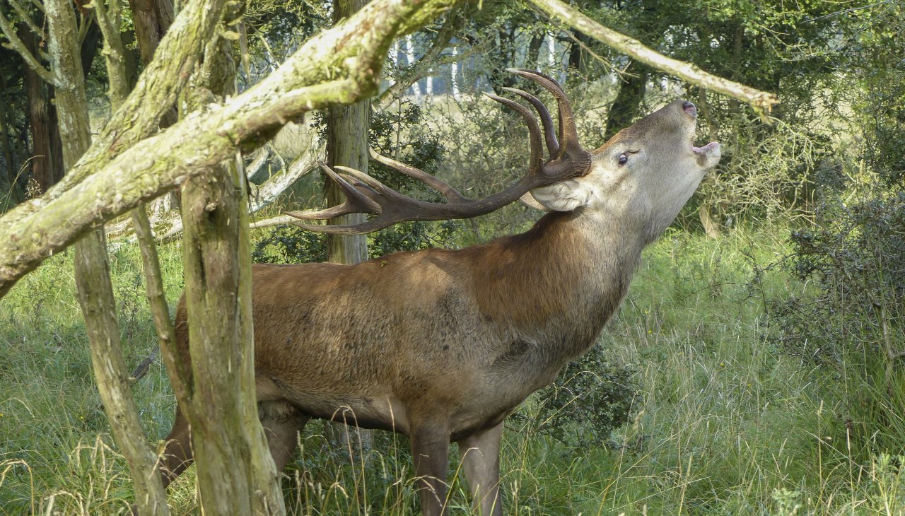 Red deer_Spicher, © Volker Spicher