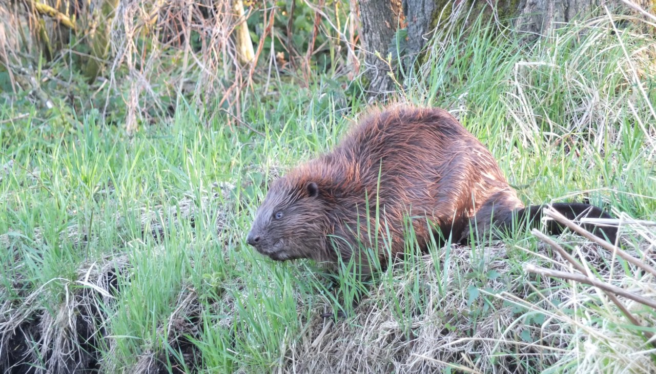Bever op de Recknitz, © Martin Hagemann