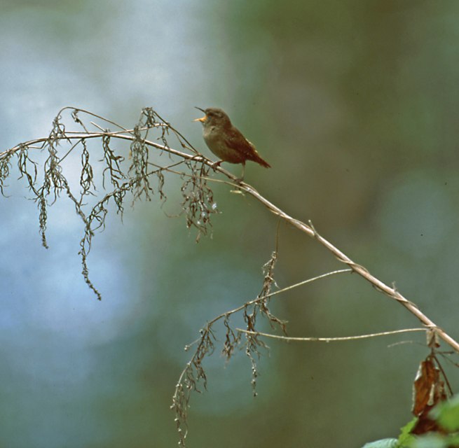 &copy; NPA M&uuml;ritz