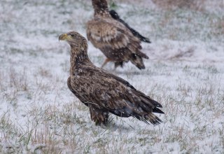 Young white-tailed eagle, © Hermann Roth Young white-tailed eagle, © Hermann Roth