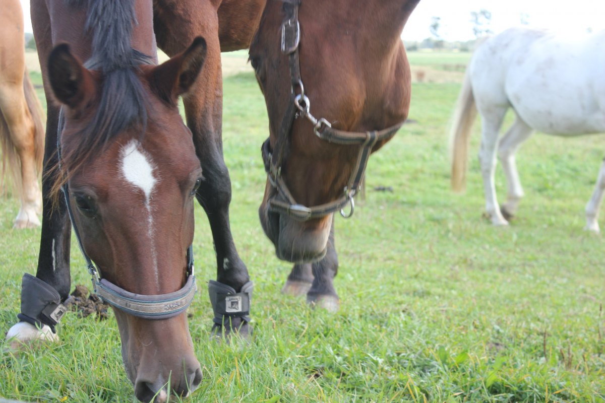 Riding and pension stable // &copy; Rempliner Wiesenhof