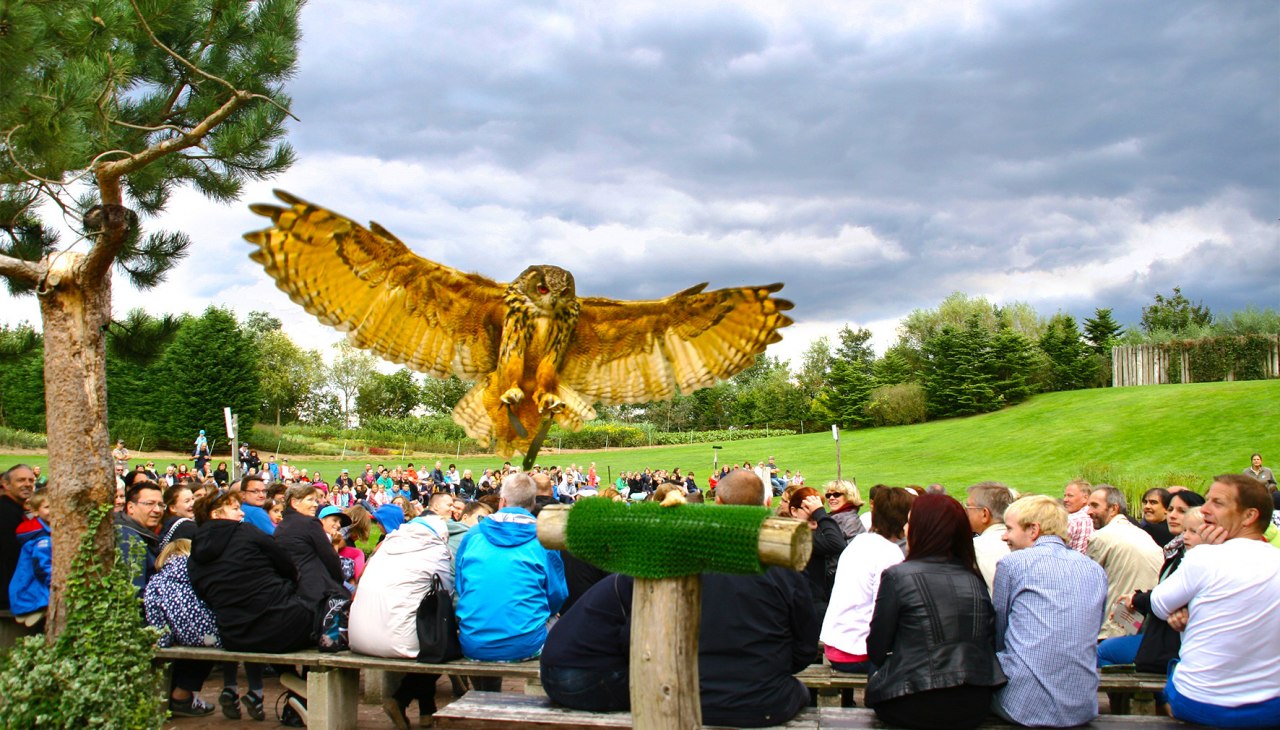 Oehoe in de luchtshow, © @ Vogelpark Marlow