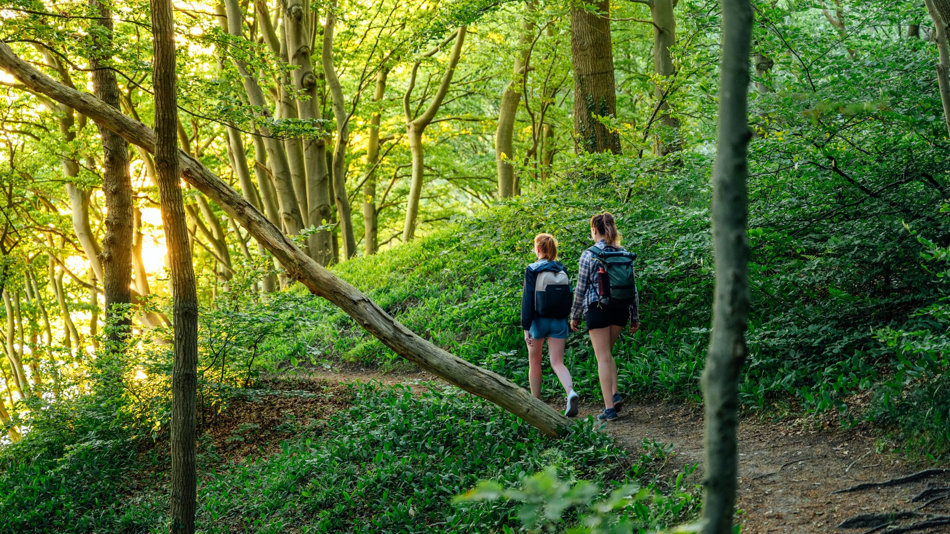 Two women walk through the Lietzow beech forest. The sunset can be seen through the crowns of the trees.