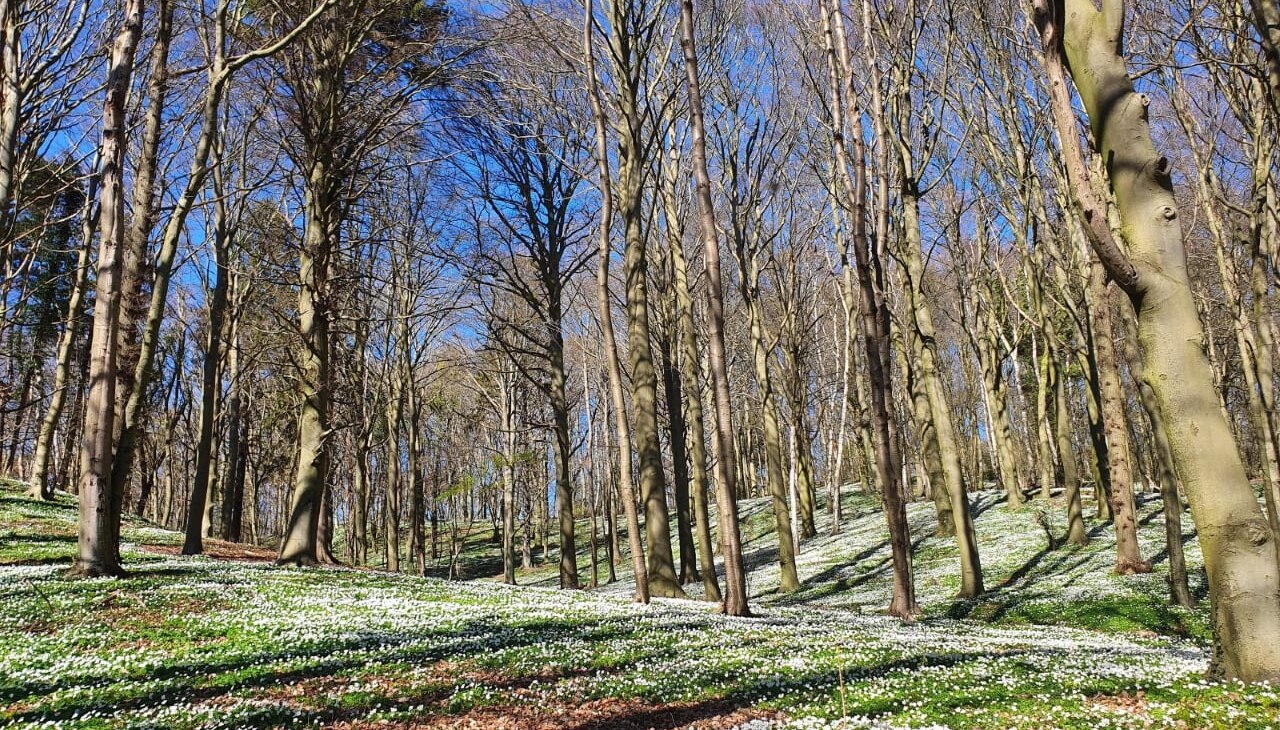 Kąpiel w lesie wiosną (c) Kurverwaltung G&ouml;hren, &copy; Kurverwaltung Goehren