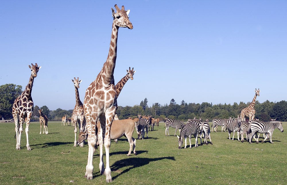 Na safari w Knuthenborg Safaripark, © Scandlines