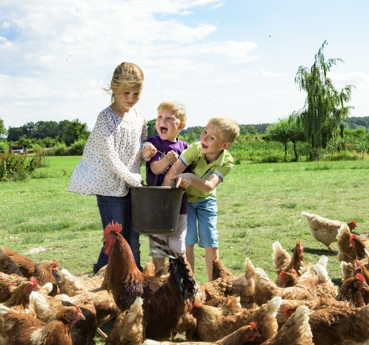 2025-04-24 14_34_06-Kinder im Hühnerstall auf dem Bauernhof_1 __ Children in the chicken coop on the, © TMV/ Ulrich
