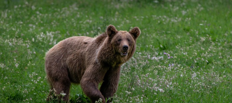 Brown bear Dasha in the B&Auml;RENWALD M&uuml;ritz // &copy; B&Auml;RENWALD M&uuml;ritz | Riccardo und Marie Maywald