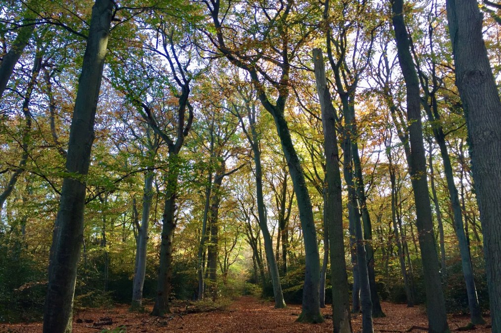 Wandelpad in het Ahrenshooper bos, © Kurverwaltung Ahrenshoop