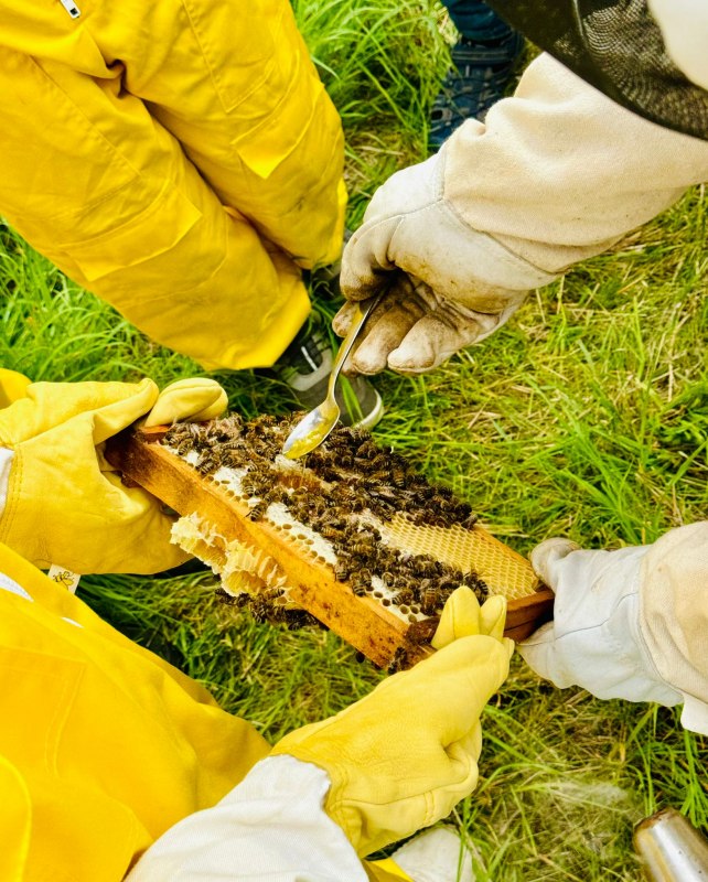 Honey tasting directly from the beehive // &copy; Anja Heinemann