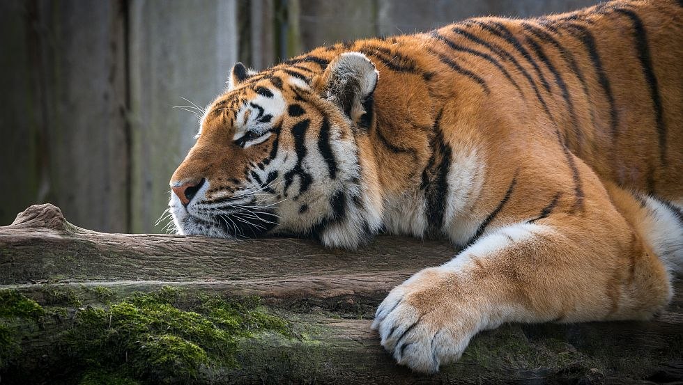 Amur tiger completely relaxed at Schwerin Zoo, © Erhard Heiden Amur tiger completely relaxed at Schwerin Zoo, © Erhard Heiden