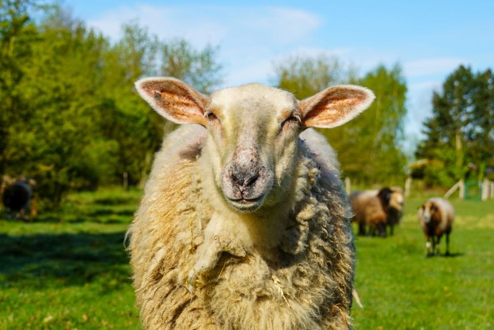 © Land der Tiere © Land der Tiere