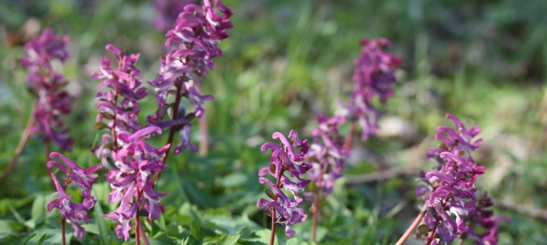 &copy; Gudrun Marin-Ziegler