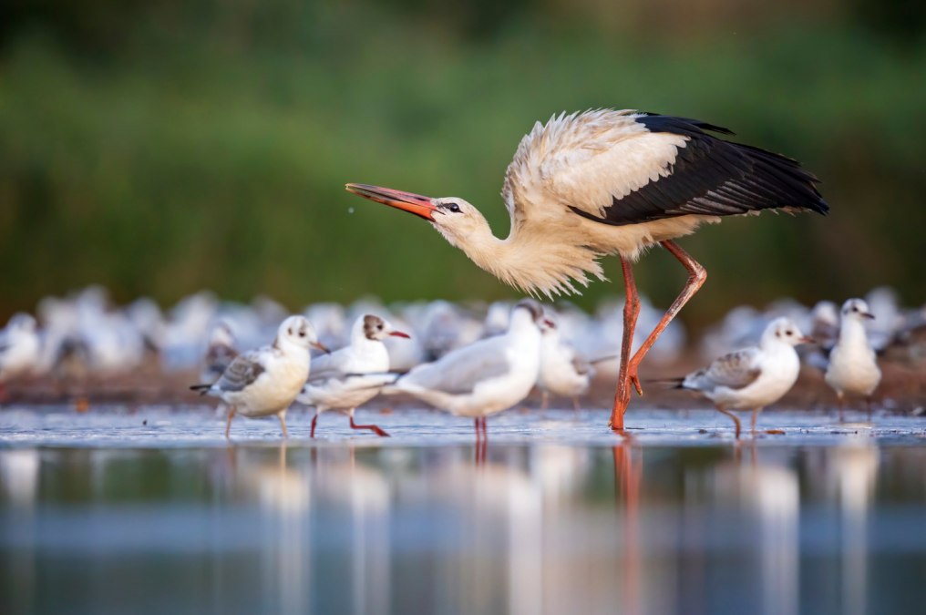 Ooievaar en meeuwen, © Thomas Hinsche