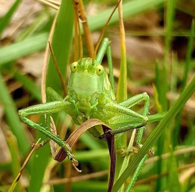 Konik polny, &copy; TZ S&uuml;dliche Boddenk&uuml;ste