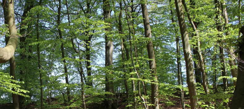 © Biosphärenreservatsamt Südost-Rügen