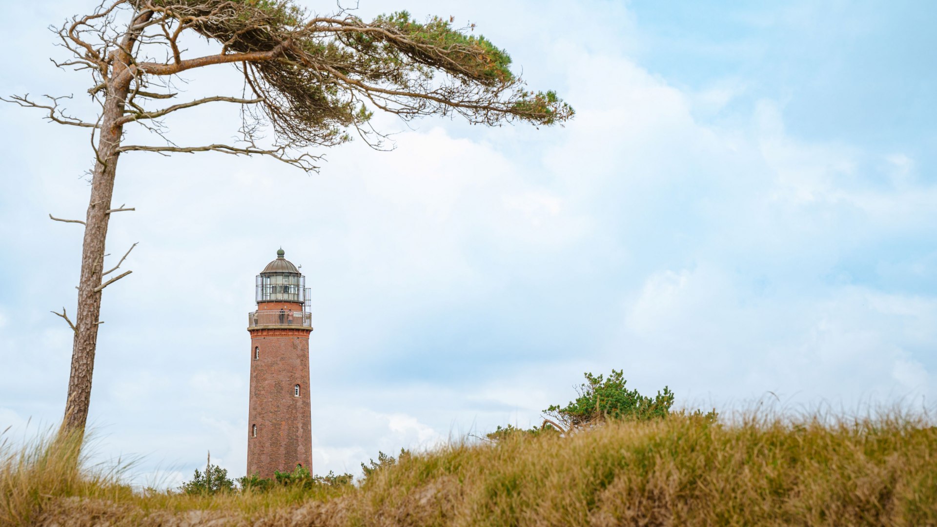 Red brick lighthouse at Darßer Ort with wind-sculpted pine tree and dune landscape on the western beach. // The lighthouse at Darßer Ort rises out of the wild coastal landscape of the Vorpommersche Boddenlandschaft National Park. Wind-sculpted pine trees and golden dune grass characterize the untouched nature at the westernmost point of Fischland-Darß. A place where the Baltic Sea and the Bodden meet. // © MV-T/Tiemann Red brick lighthouse at Darßer Ort with wind-sculpted pine tree and dune landscape on the western beach.