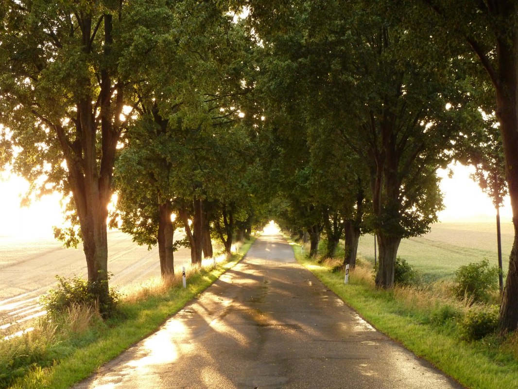 Alley in sunlight // &copy; Gutshaus Pohnstorf GbR
