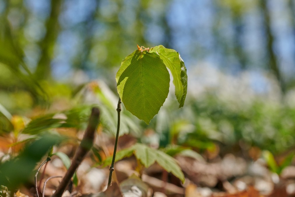 20230508-Granitz-57-Foto-Burwitz-Pocha, © Foto-Burwitz-Pocha