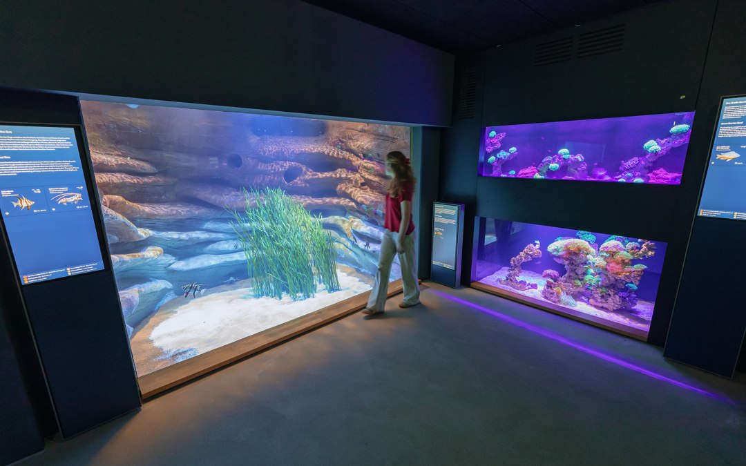 De gemoderniseerde aquariumrondleiding in het MEERESMUSEUM laat onder andere de habitats van het Groot Barrièrerif en de Tasmanzee zien., © Anke Neumeister/Deutsches Meeresmuseum
