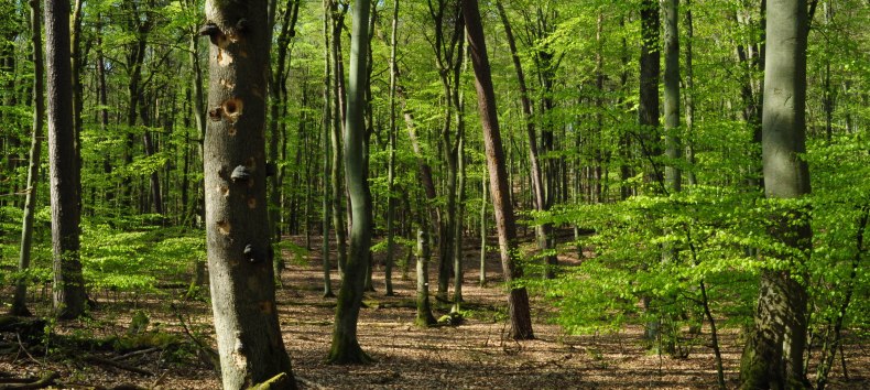 &copy; B. L&uuml;thi Herrmann