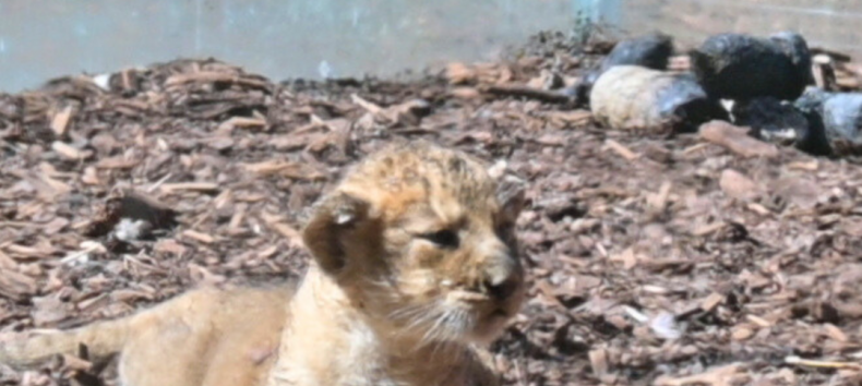 © Zoo Schwerin © Zoo Schwerin