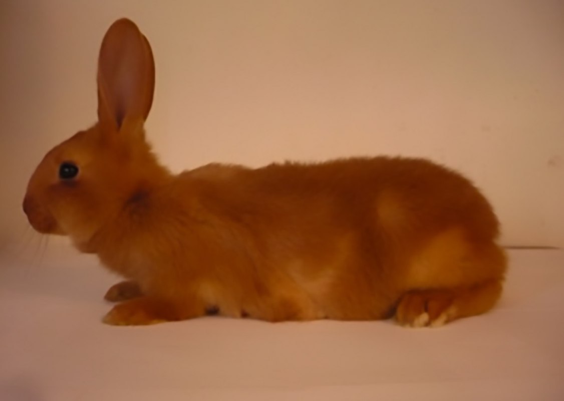 (Childhood photograph my partner Reinier took of his rabbit 20 years ago, still serving as the Wikipedia image for the Vale Van Bourgondi&euml; since). // &copy; Courtesy: C&eacute;line Mathieu, Reinier Hoon & Gauli Zitter.
