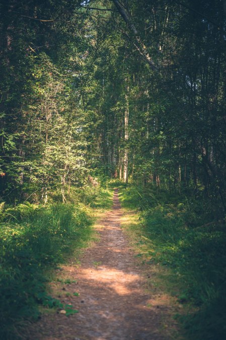 Waldpfiffikus - Identify trees safely, &copy; Kurverwaltung Ostseebad Baabe