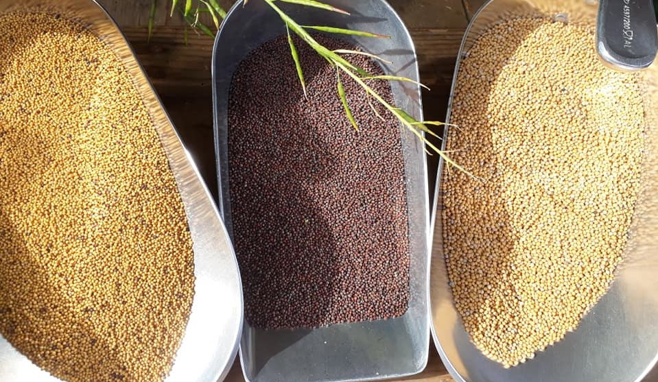 Mustard-seeds-from-the-mustard-mill-Schlemmin, &copy; Senfm&uuml;hle Schlemmin