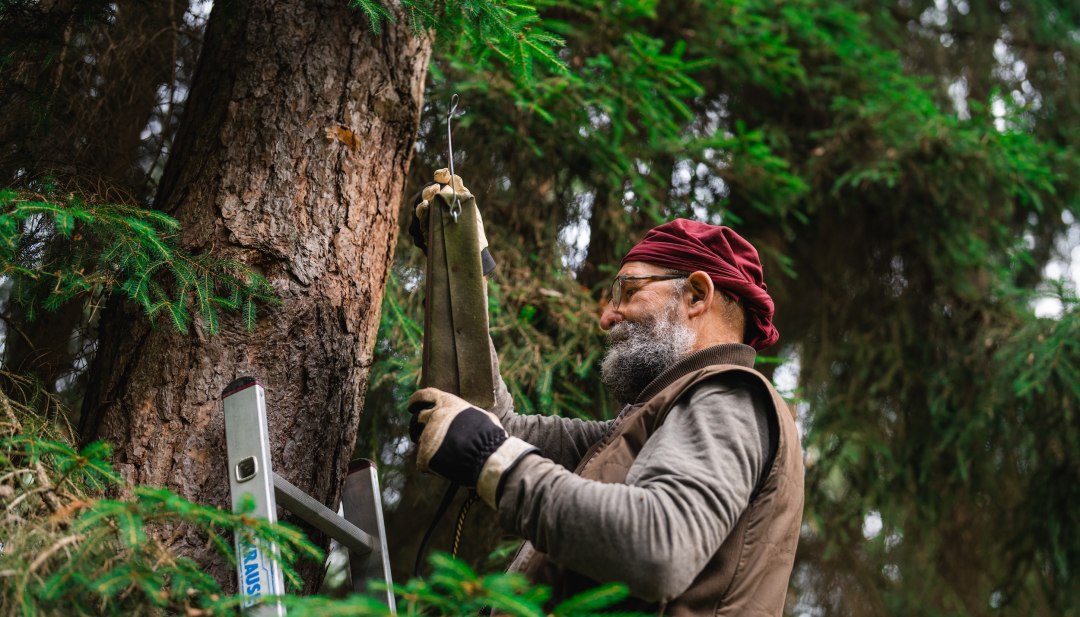 A man wearing gloves is hanging a bat box on a tree; a ladder is standing next to it in the woods. // With a steady hand and a calm gaze, Ralf Koch hangs the bat box back onto the tree trunk—a focused effort at nature conservation in the heart of the Mecklenburg-Western Pomerania forest. // © MV-T/Gross A man wearing gloves is hanging a bat box on a tree; a ladder is standing next to it in the woods.