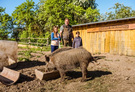 Finja, the tame wild boar, has escaped again. Now she's feeding at the sow trough and the farmer is standing behind her.