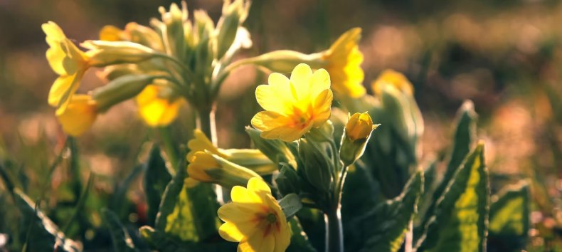 &copy; Gemeinde Ostseebad Glowe