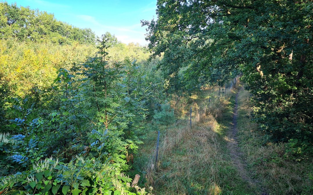 Klimaatbos Bad Kleinen, © Landesforst MV